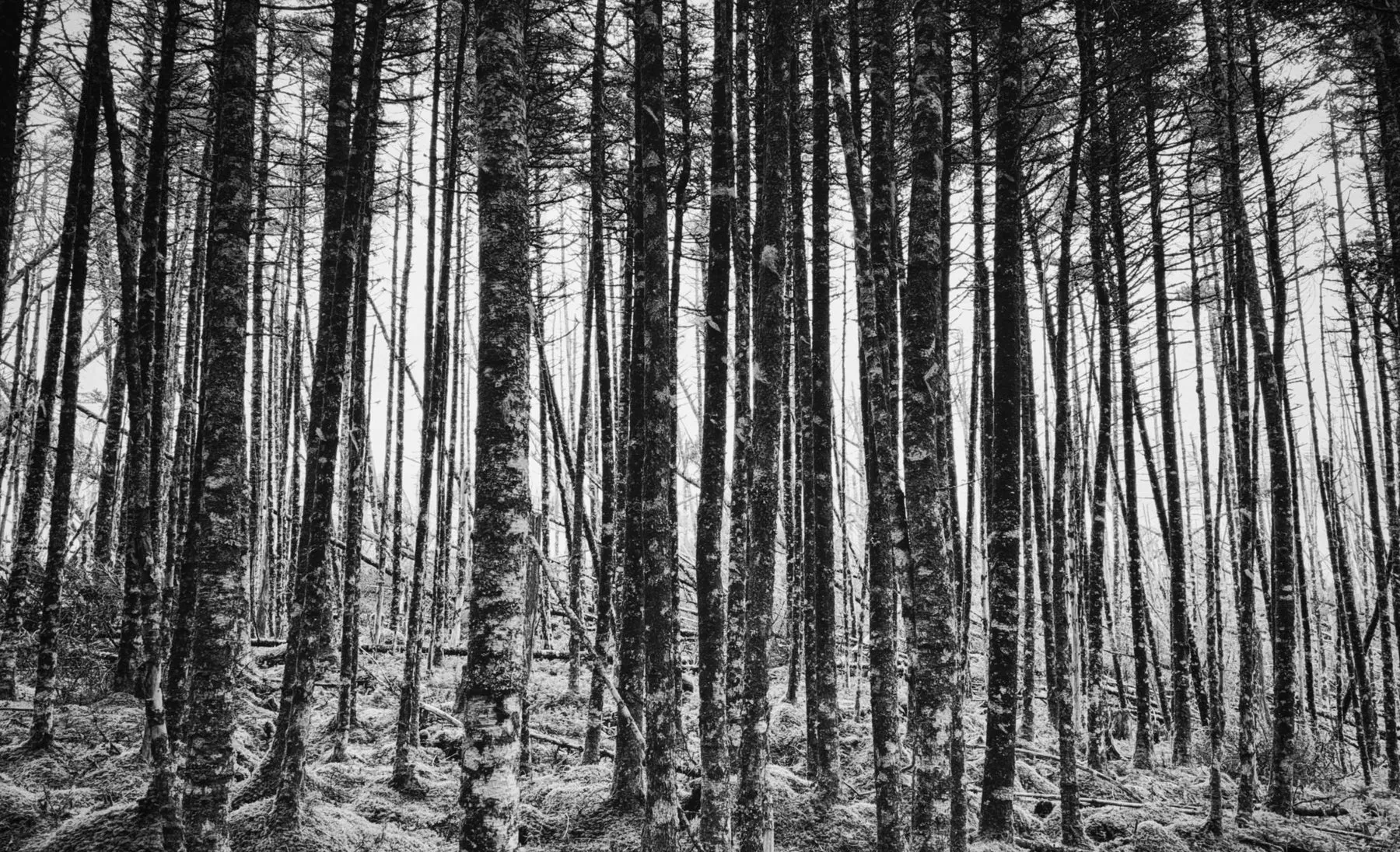Nature 02